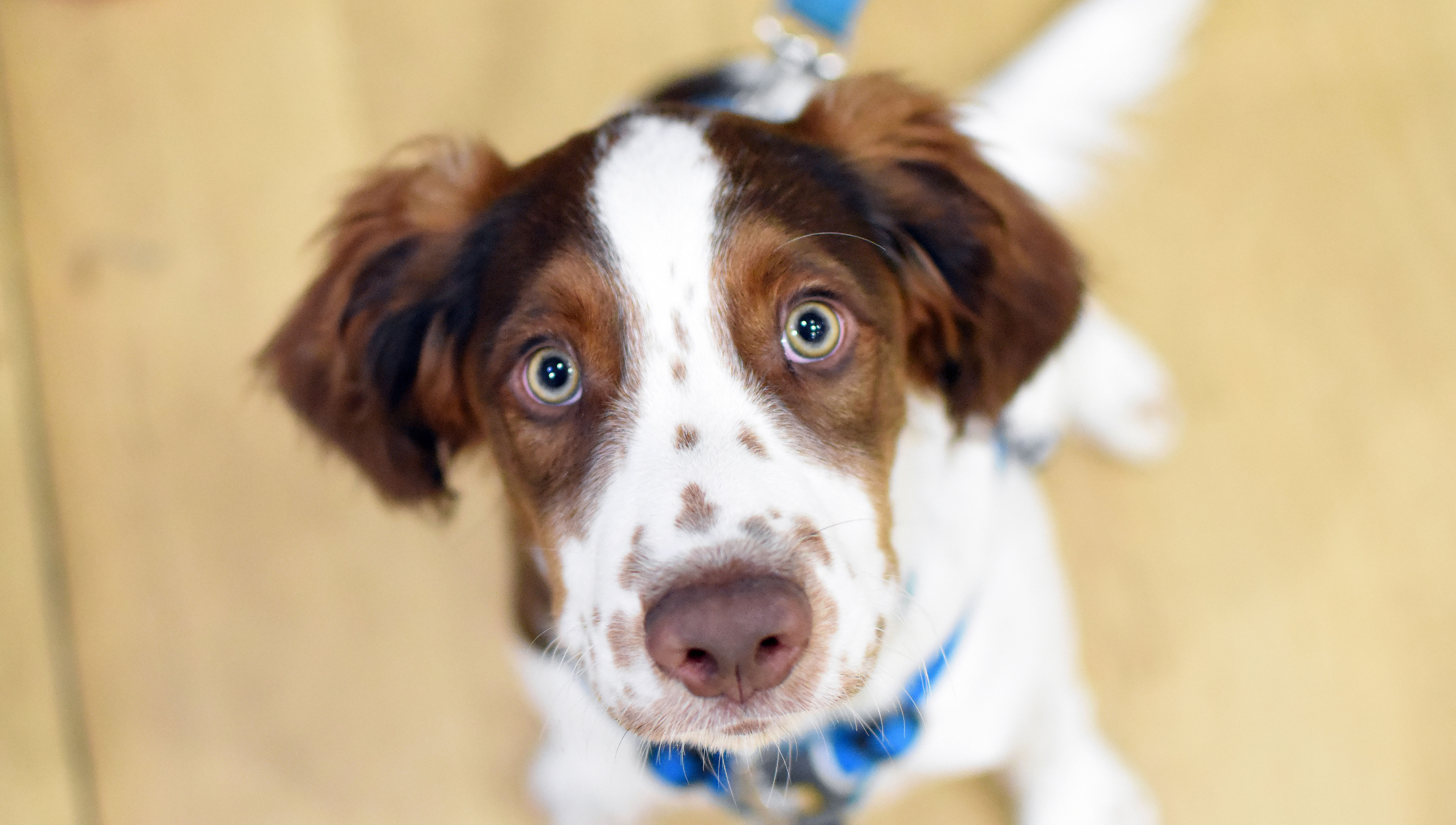 Lupo Puppy Dog Training