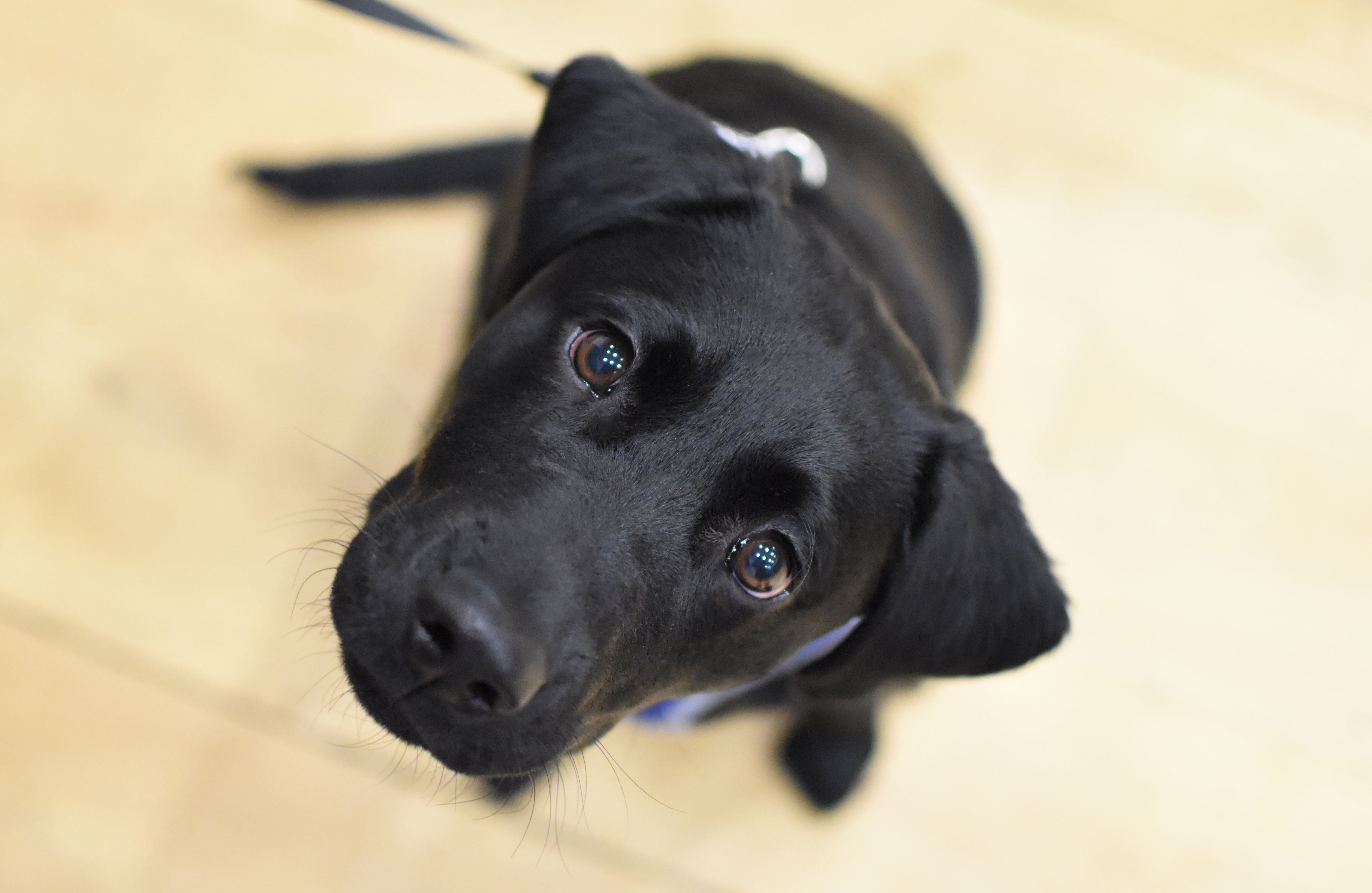 Lupo Puppy Dog Training