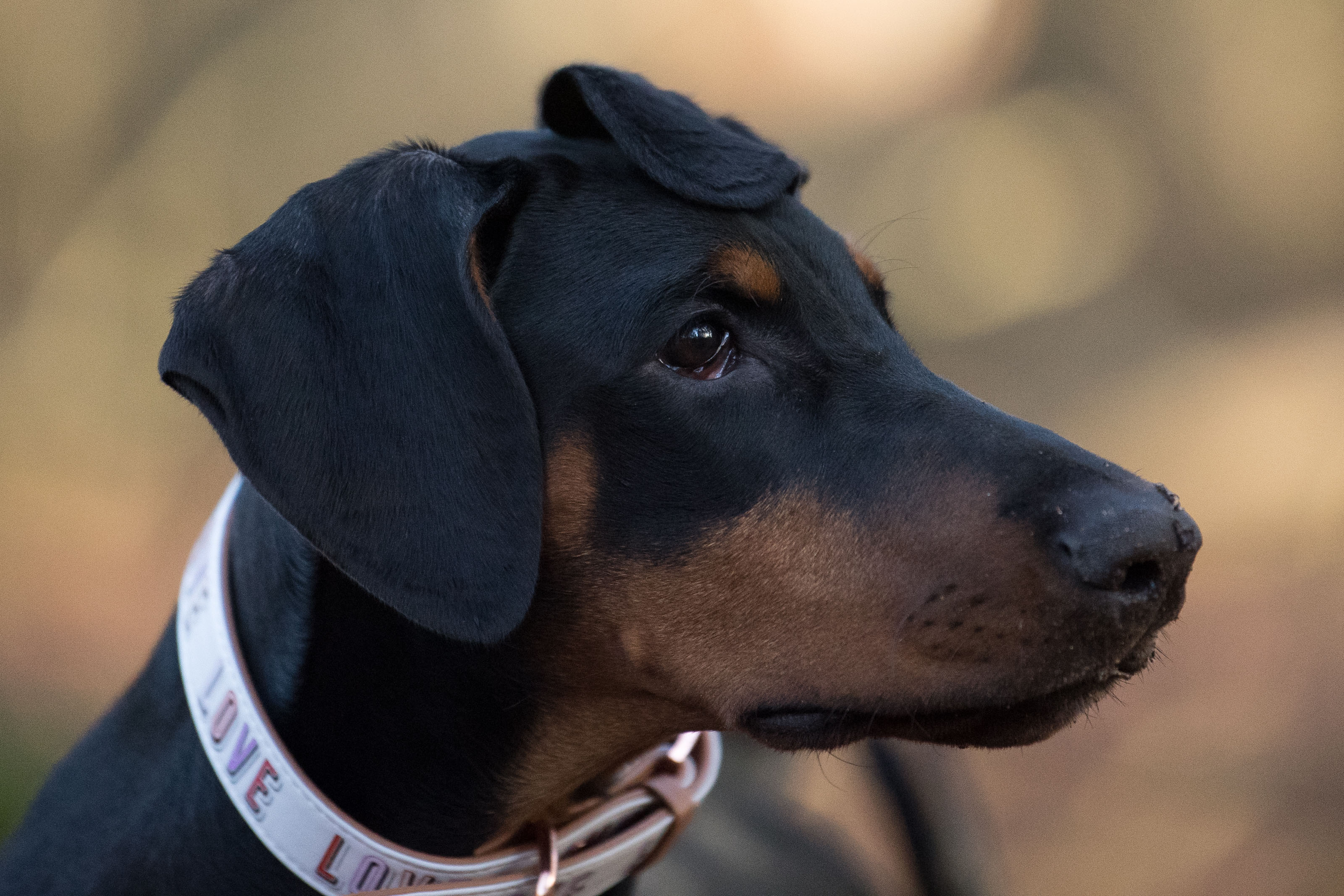 Lupo%20AcademyIOSBackground