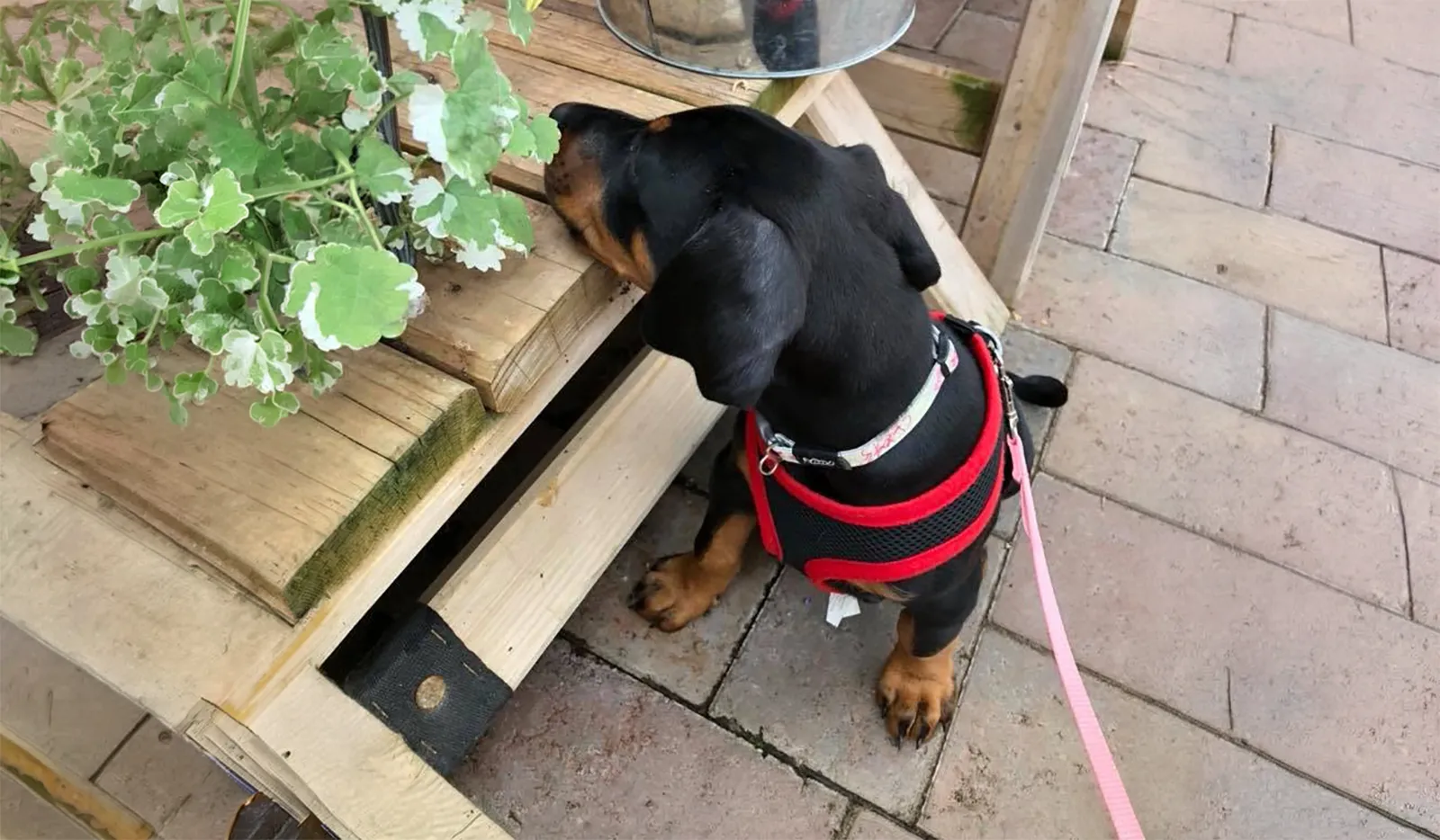 Black-and-tan puppy in a red harness exploring plants in a dog-friendly shop.