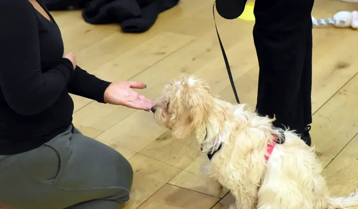 Everyday Foundations dog training class