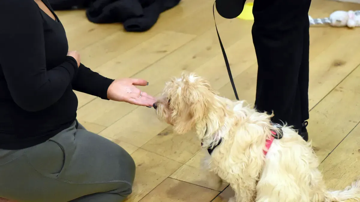 Small dog practising everyday foundations training with a handler