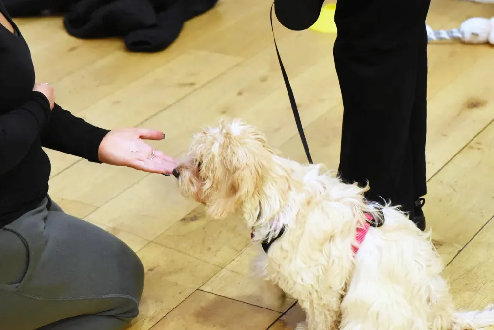 Small dog responding to a hand cue during an Everyday Foundations class
