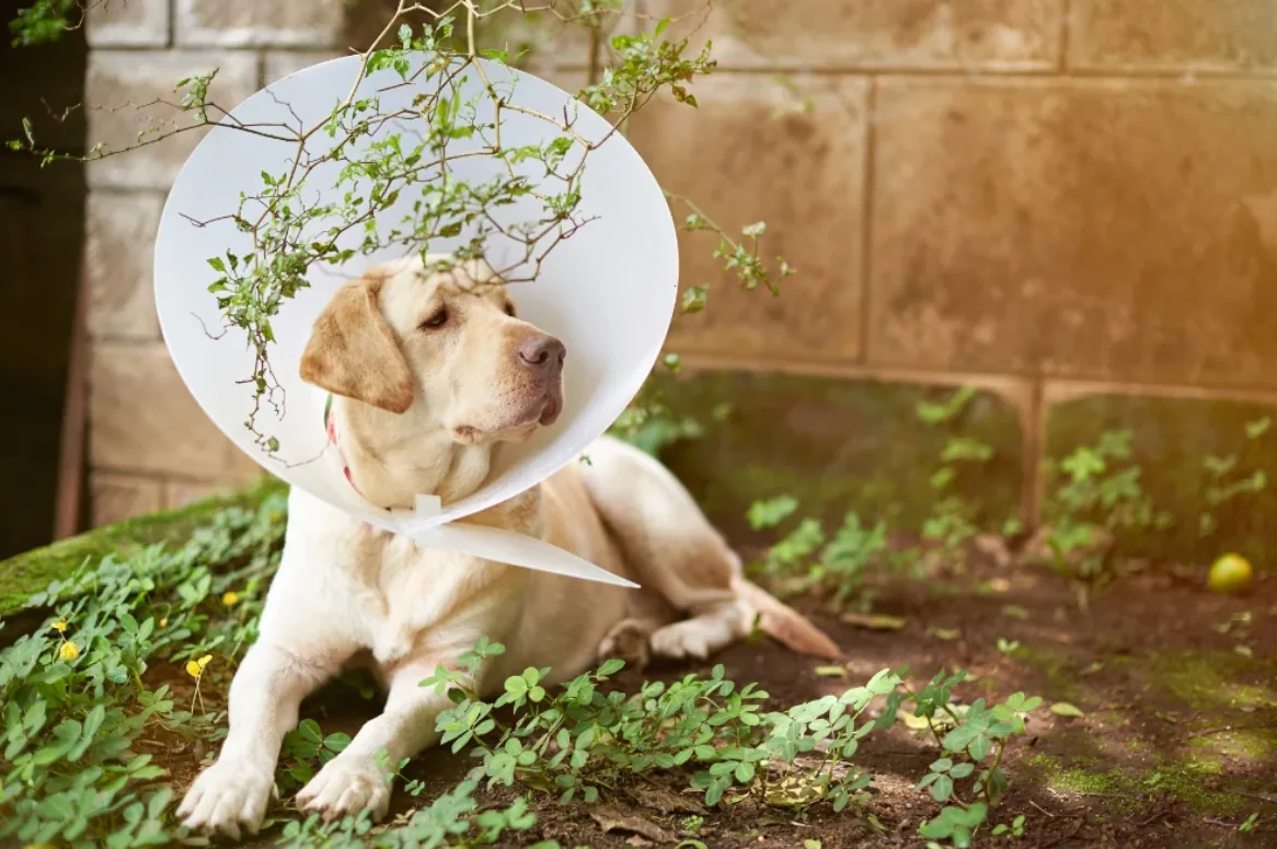 Dog wearing a recovery cone for the Keeping Your Dog Calm After Surgery guide