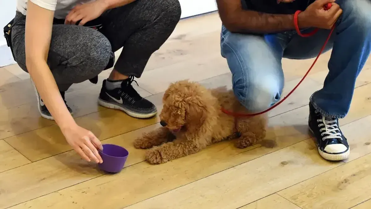 Cockapoo puppy during puppy training