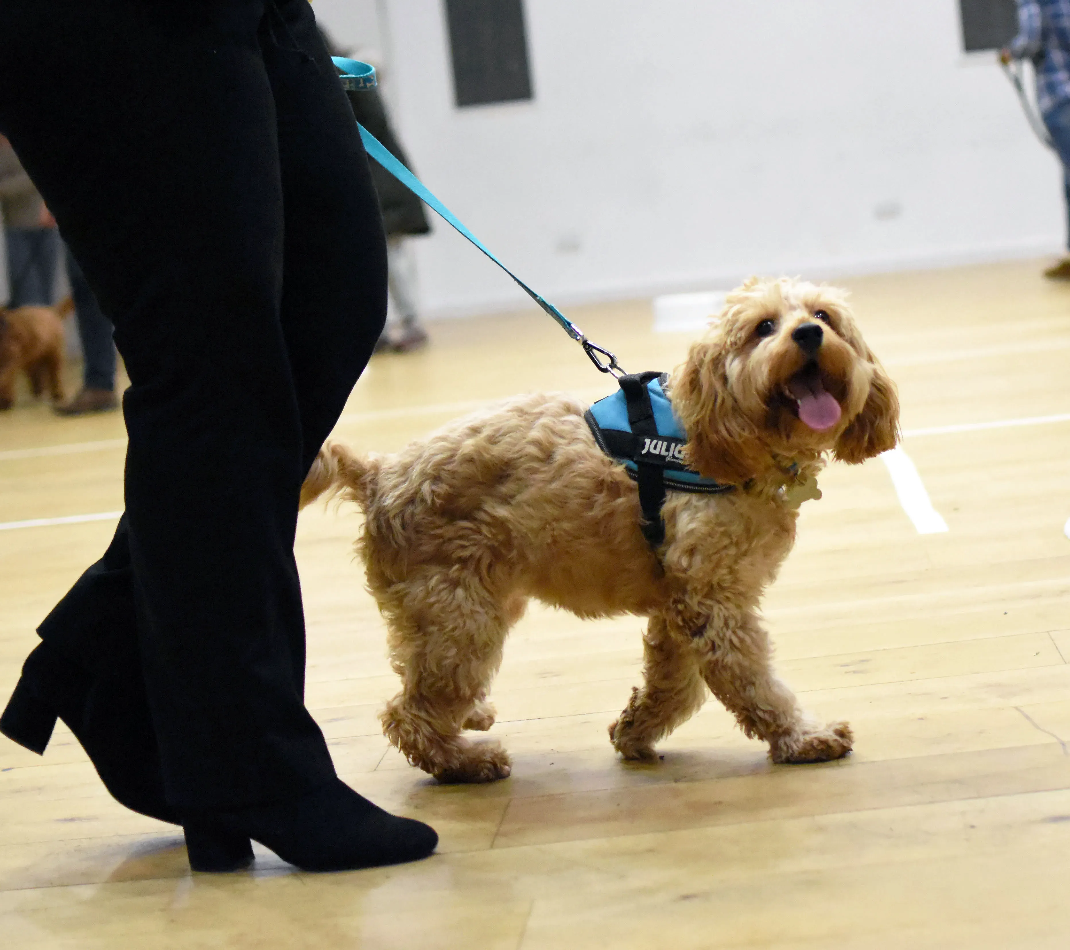 Small dog practising real-life skills during a training session
