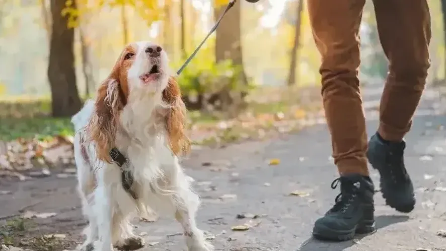 Dog walking with a handler during behaviour support training