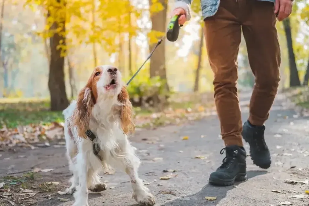 Dog reacting while walking on lead during a behaviour support session