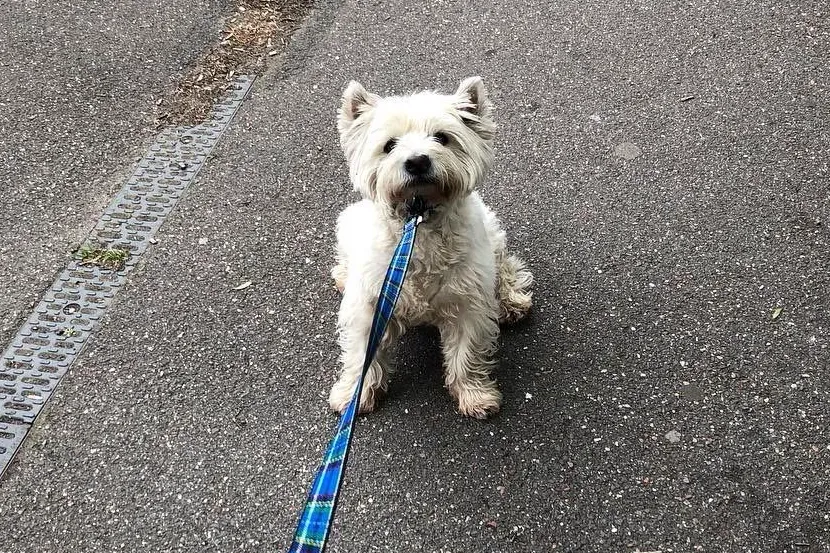 Small white dog sitting on a lead outdoors during behavioural support training
