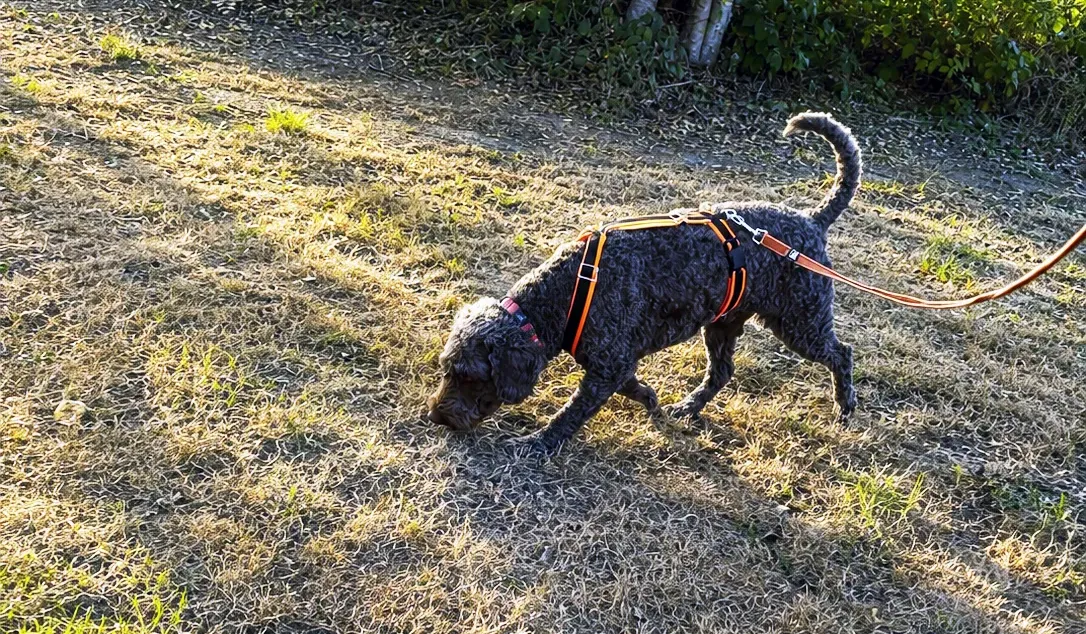 Dog following a human scent trail during a regular mantrailing session