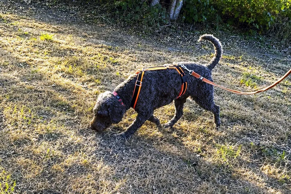 Curly-coated dog following a scent trail during a mantrailing session