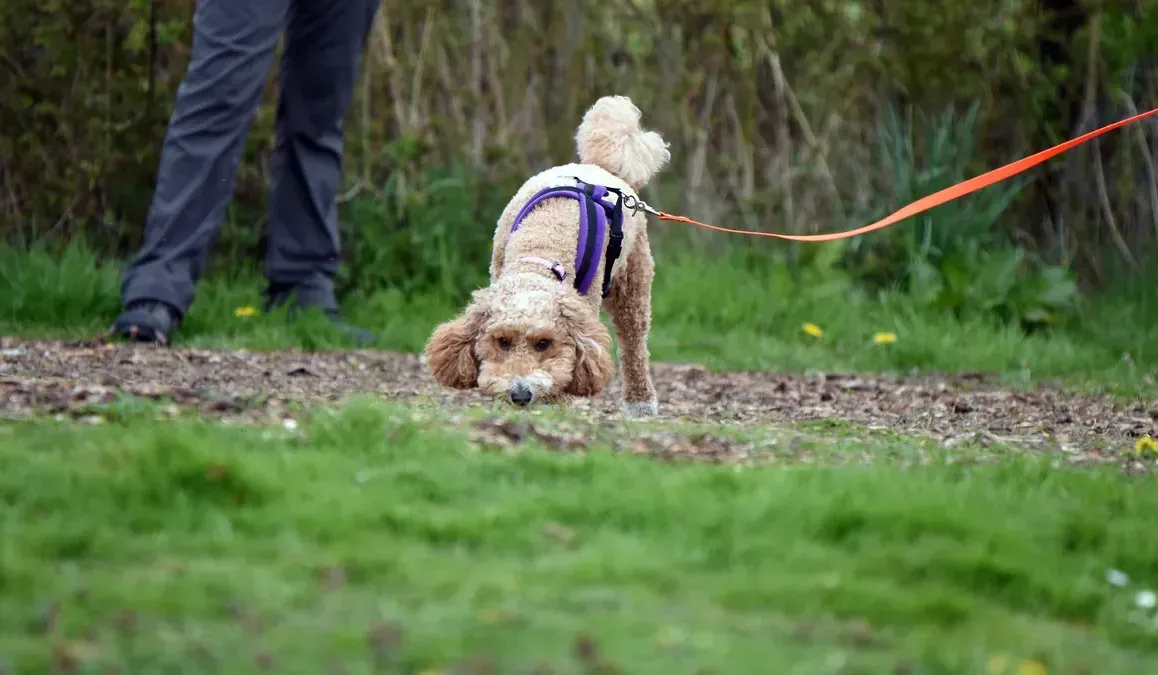 Dog following a scent trail during a mantrailing introductory workshop