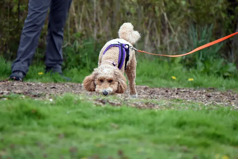Small dog following a scent trail during mantrailing training