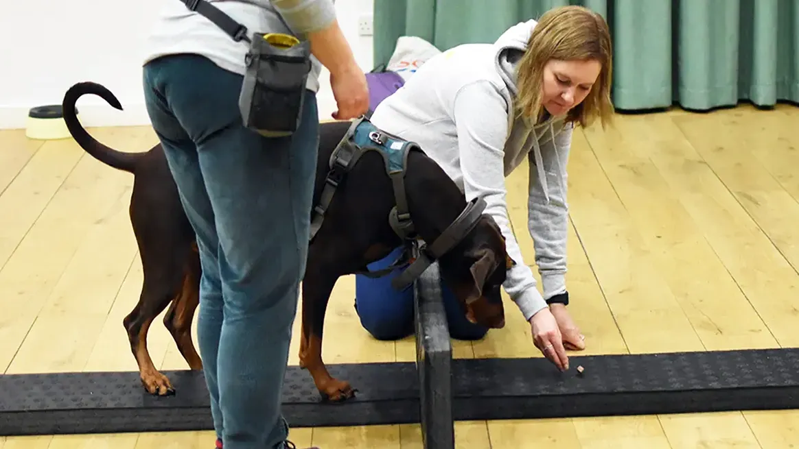 Dog and trainer working through a one-to-one training exercise