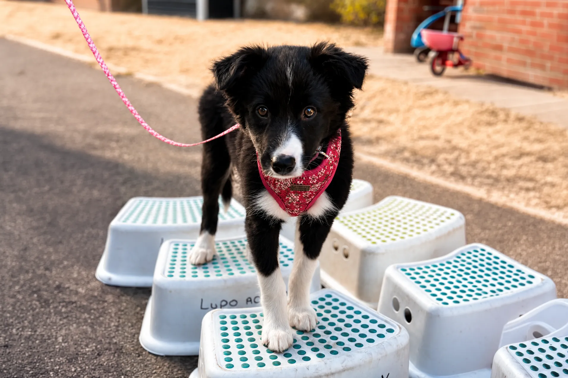 Black and white puppy practising confidence exercises on training platforms