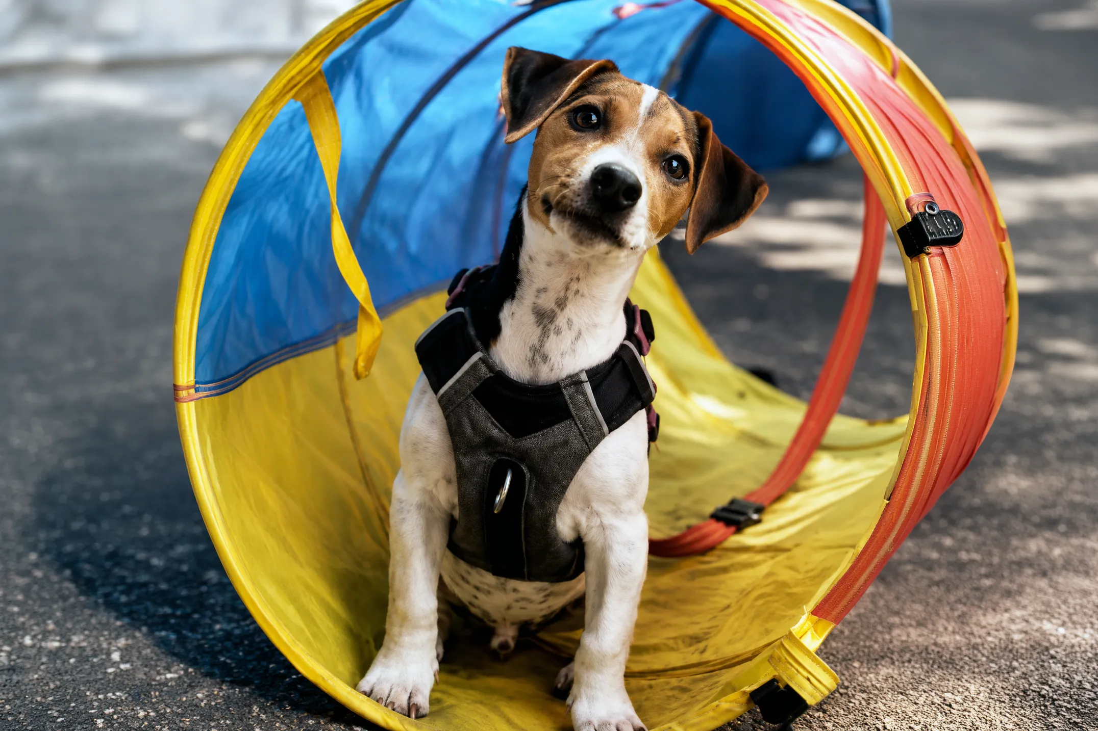Puppy sitting inside a colourful training tunnel during a puppy training session