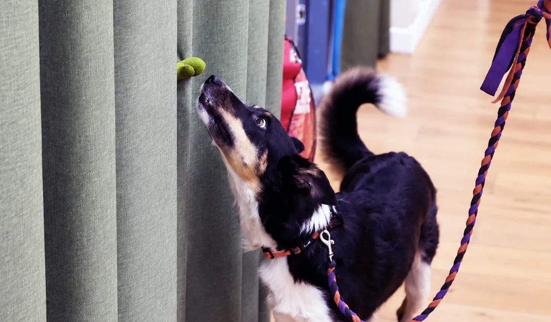 Black and white dog locating a scent target during scentwork training
