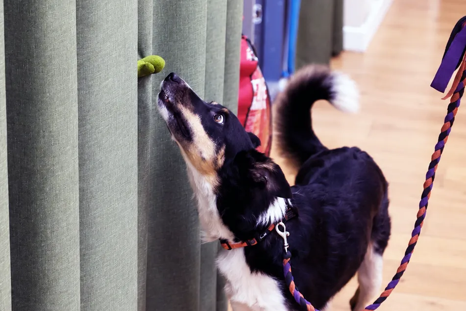 Black and white dog locating a scent target during scentwork training