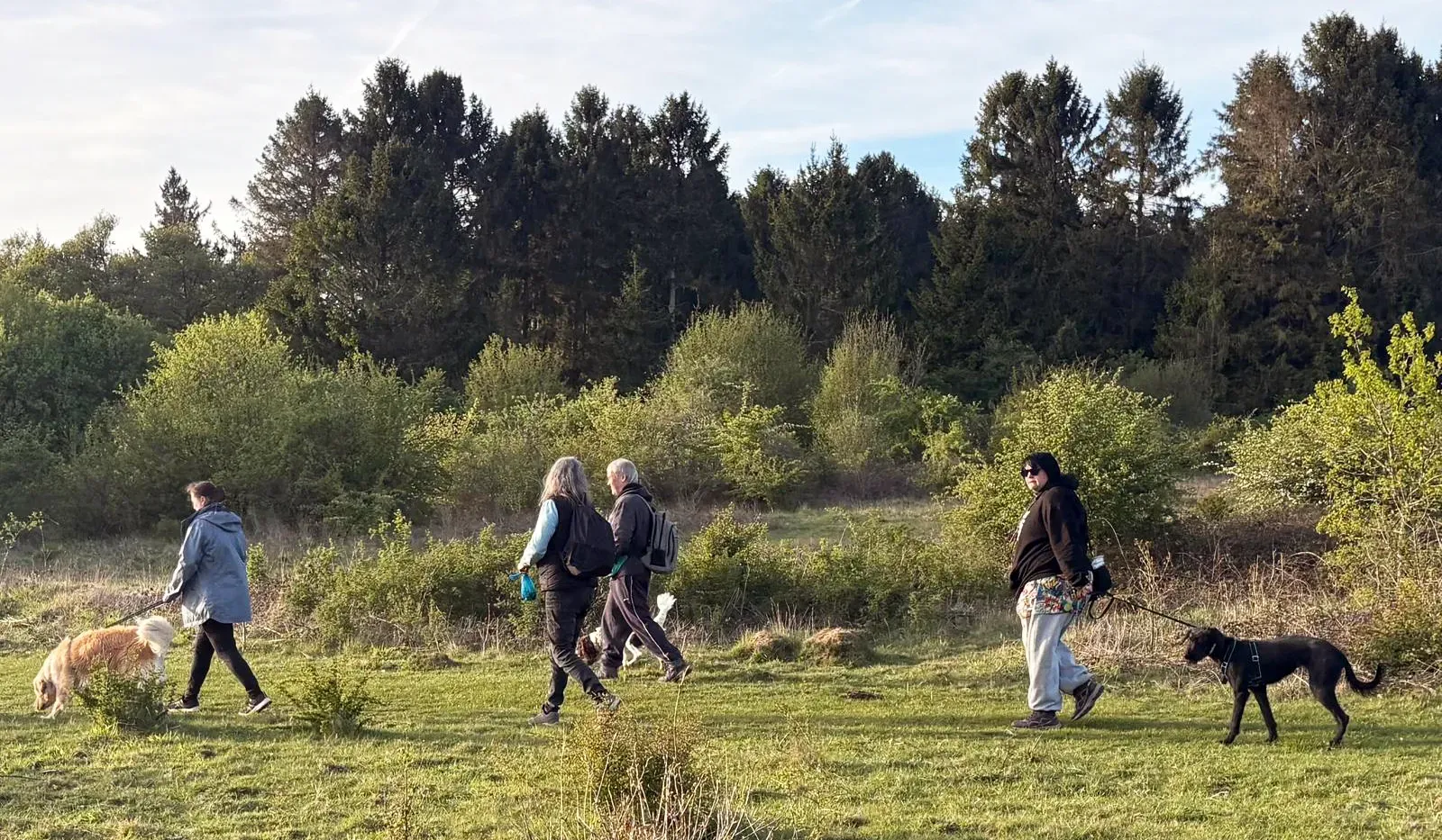 Dog owners walking their dogs together during a summer training session