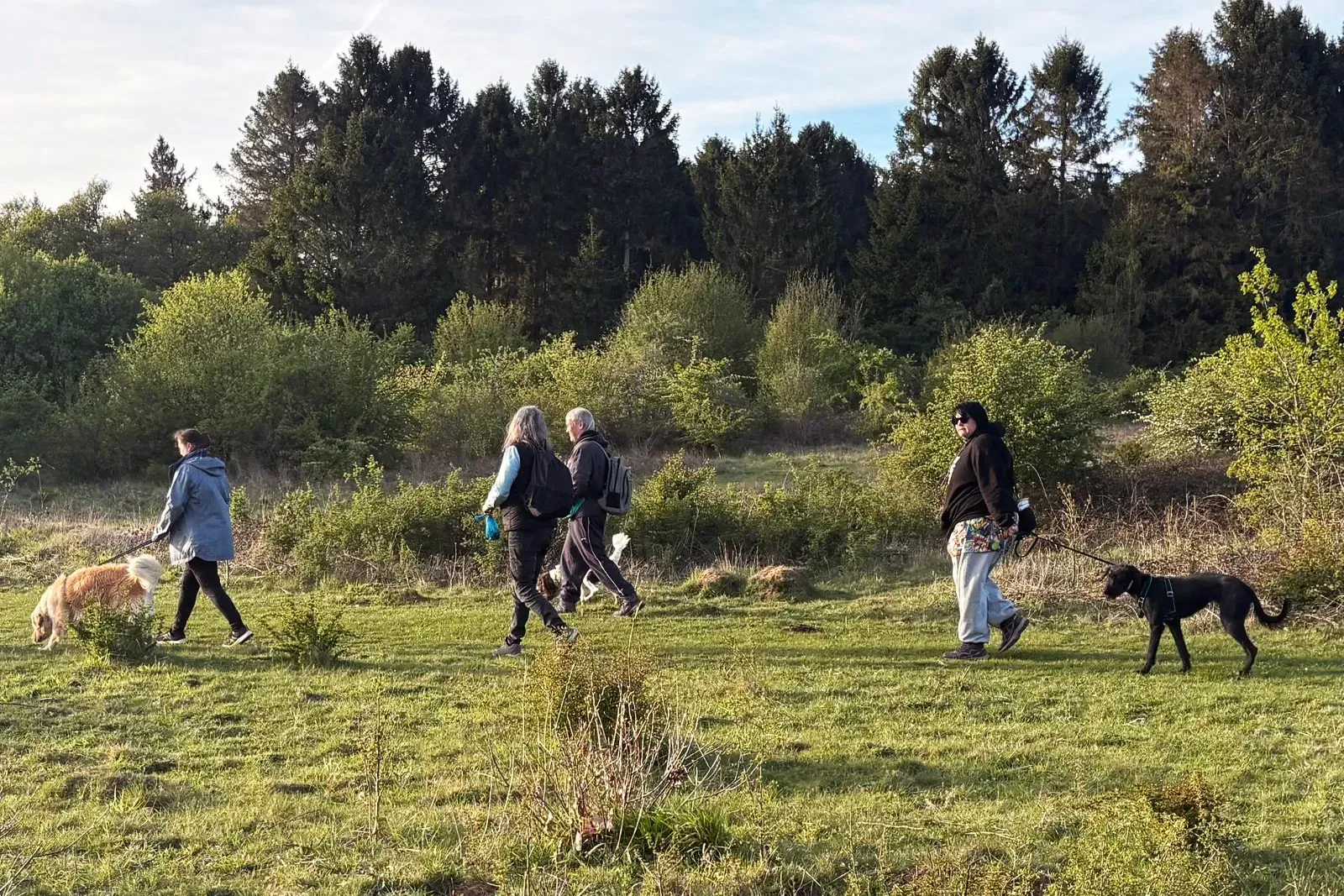 Dog owners walking their dogs together during a summer training session